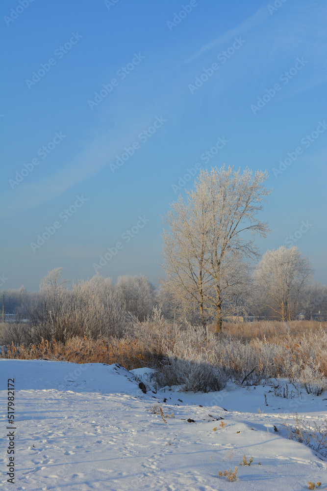 The outskirts of the city overgrown with trees. Footprints of people in the snow in the foreground and frosty grass, tree and bushes in the middle. A stone fence is visible in the distance. The outskirts of the city overgrown with trees. Footprints of people in the snow in the foreground and frosty grass, tree and bushes in the middle. A stone fence is visible in the distance.