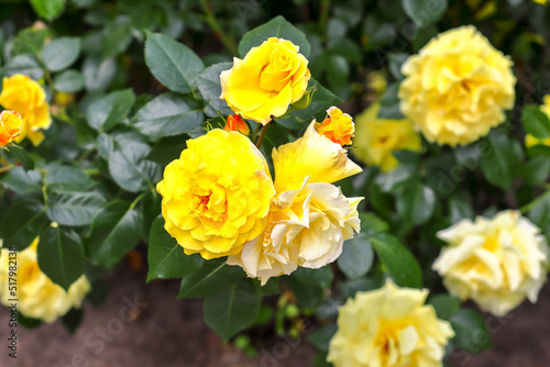 A bud, a blossoming and fading yellow roses