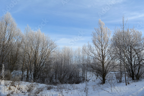 Natural winter landscape. Dry blades of grass sticking out of the snow against the background of frosty trees. Forest edge. Sunny day.