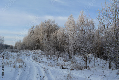 A road through a snow-covered field leads to a winter forest. The trees are covered with frost. There are light whitish clouds in the blue sky. Beauty in nature. The photo.