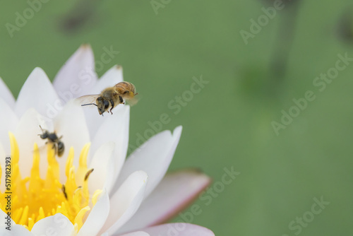 スイレンの蜜を集める蜂