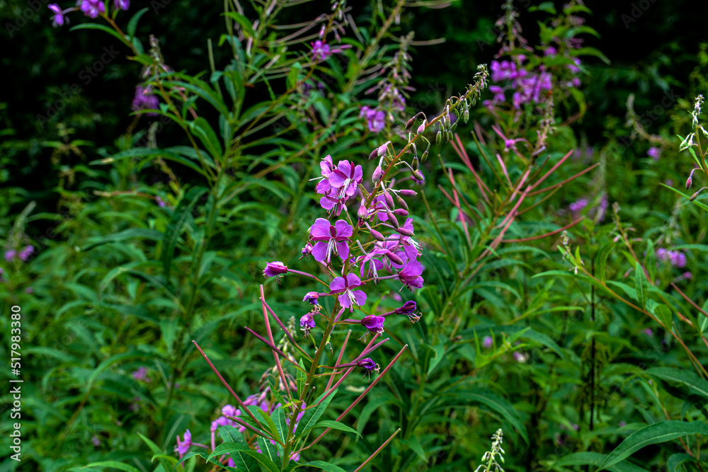A great willowherb bloom with morning dewdrops. A great willowherb bloom with morning dewdrops.