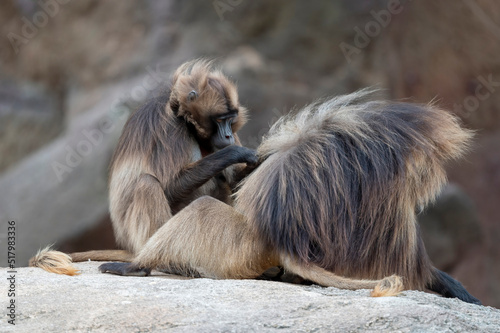 Mandrill Affe