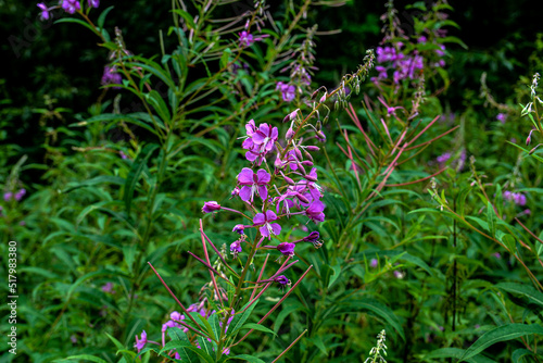 A great willowherb bloom with morning dewdrops.