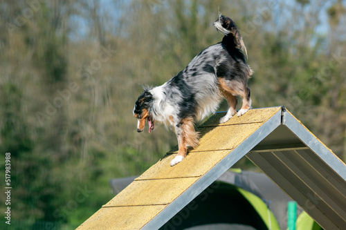 berger américain en agility