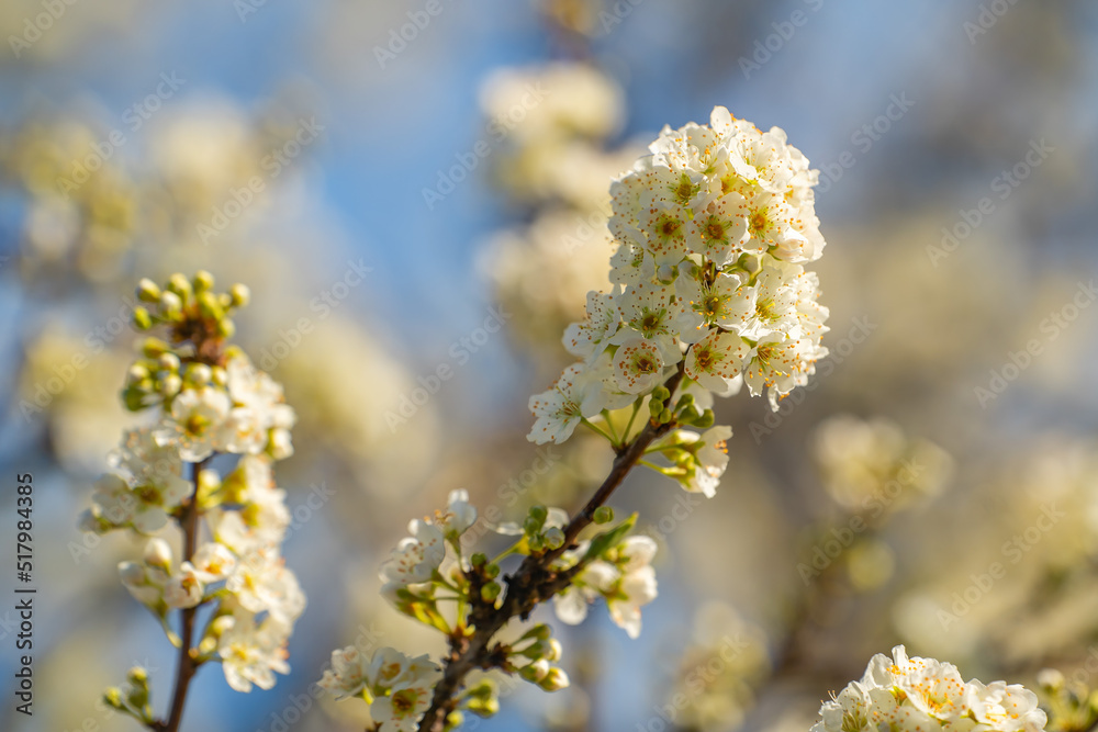 White flowers on apple tree. Blooming apple tree in spring. White flowers on apple tree. Blooming apple tree in spring.