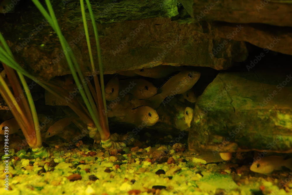 Obraz premium Yellow fish huddle under a stone.