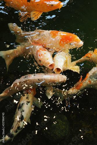 Koi carp at the surface of the water.