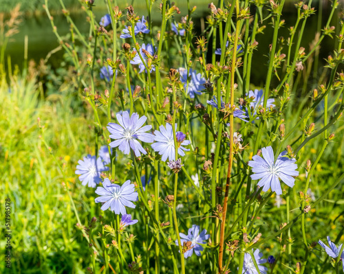 View of flowering chicory (Cichórium) by the water's edge on a sunny day. The blue flowers open only in sunny weather. A plant used in the food industry and folk medicine.