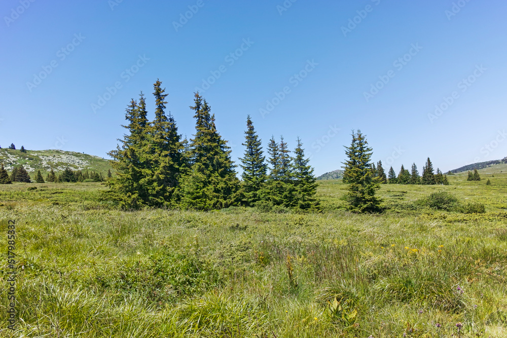 Landscape of Vitosha Mountain near Kamen Del peak, Bulgaria
