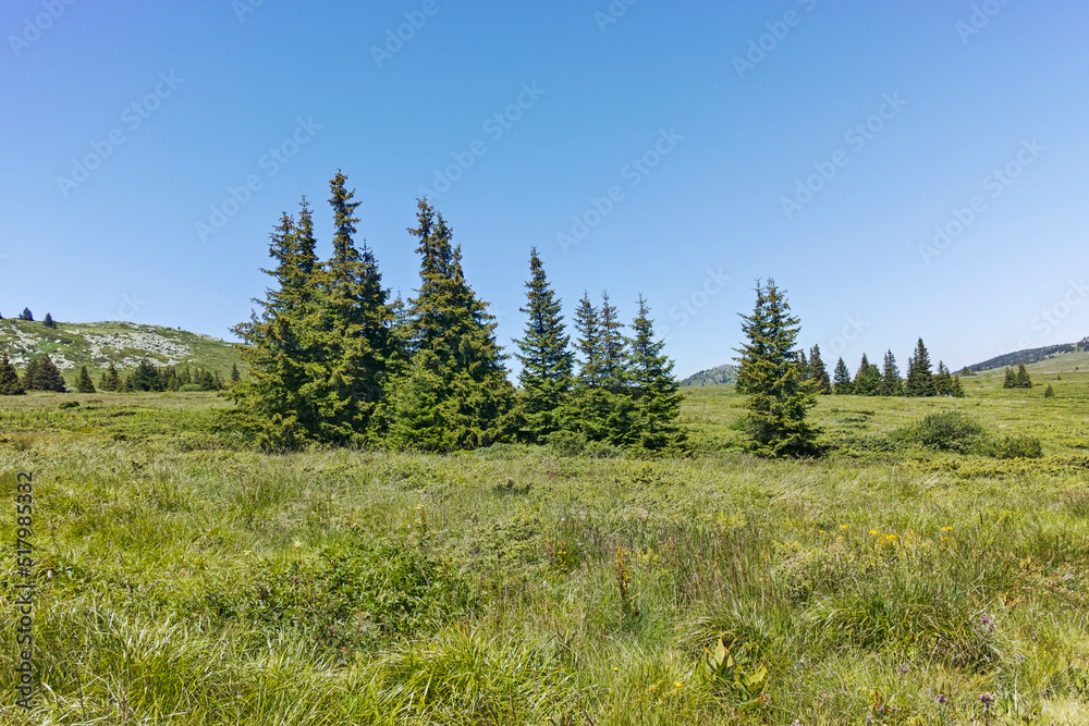 Fototapeta premium Landscape of Vitosha Mountain near Kamen Del peak, Bulgaria