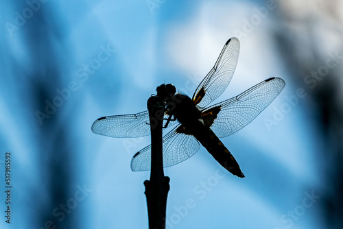 Quadro su tela A female dragonfly flaps on top of a twig.