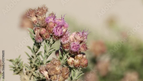 Pink flowering terminal racemose disciform head inflorescences of Pluchea Sericea, Asteraceae, native perennial monoecious evergreen shrub in Death Valley, Northern Mojave Desert, Springtime. photo