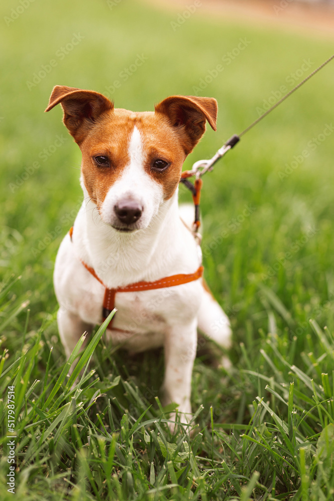 Portrait of trained purebred Jack Russel Terrier dog outdoors in the leash on green grass meadow,  summer day discovers the world looking aside stick out, smiling waiting for command, good friend