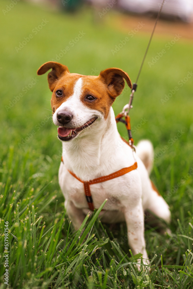 Portrait of trained purebred Jack Russel Terrier dog outdoors in the leash on green grass meadow,  summer day discovers the world looking aside stick out, smiling waiting for command, good friend