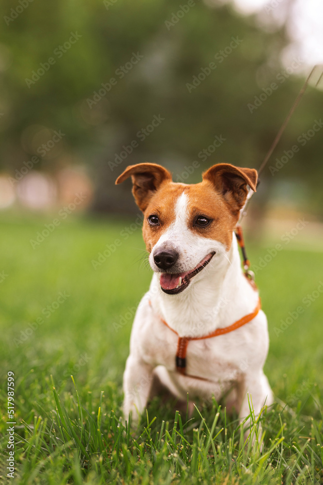 Portrait of trained purebred Jack Russel Terrier dog outdoors in the leash on green grass meadow,  summer day discovers the world looking aside stick out, smiling waiting for command, good friend