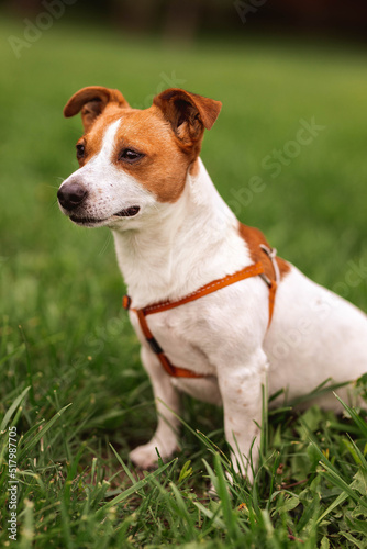 Portrait of trained purebred Jack Russel Terrier dog outdoors in the leash sits, green grass meadow, summer day discovers the world looking aside stick out, smiling waiting for command, good friend