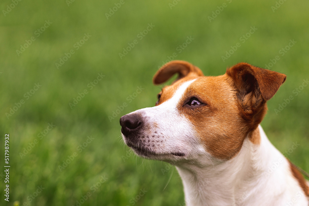 Close-up portrait of trained adorable purebred Jack Russel Terrier dog outdoors in the nature on green grass meadow,  summer day discover the world looking aside stick out, smiling waiting for command