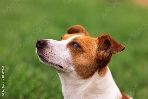 Close-up portrait of trained adorable purebred Jack Russel Terrier dog outdoors in the nature on green grass meadow   summer day discover the world looking aside stick out  smiling waiting for command