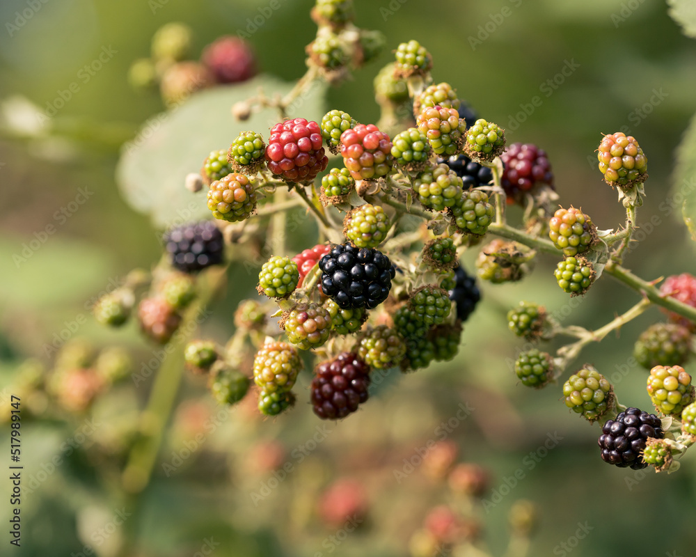 Ripe, ripened and unripe blackberries (Rubus fruticosus) in the wild Ripe, ripened and unripe blackberries (Rubus fruticosus) in the wild