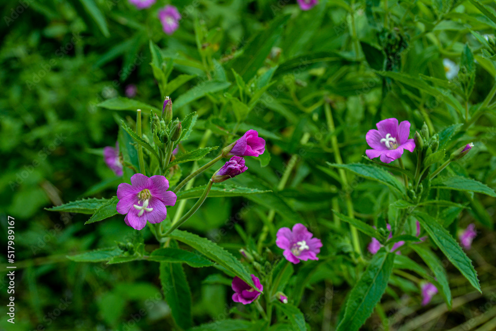 Pink flower of hoary or smallflower hairy willowher plant, Epilobium parviflorum Pink flower of hoary or smallflower hairy willowher plant, Epilobium parviflorum
