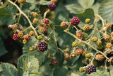 Unripe blackberries (Rubus fruticosus) on a bush