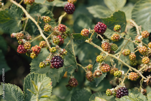Unripe blackberries (Rubus fruticosus) on a bush © Venghaul