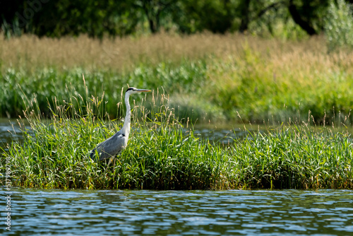 ptak szary czapla siwa stoi w wodzie jeziora na tle zielonych traw