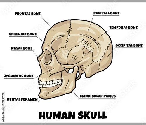 human skull bones anatomy diagram illustration