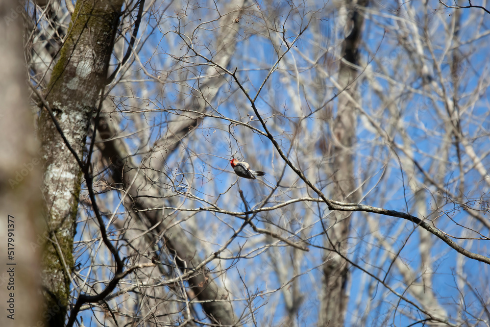 Red-Bellied Woodpecker Foraging Upside Down Red-Bellied Woodpecker Foraging Upside Down