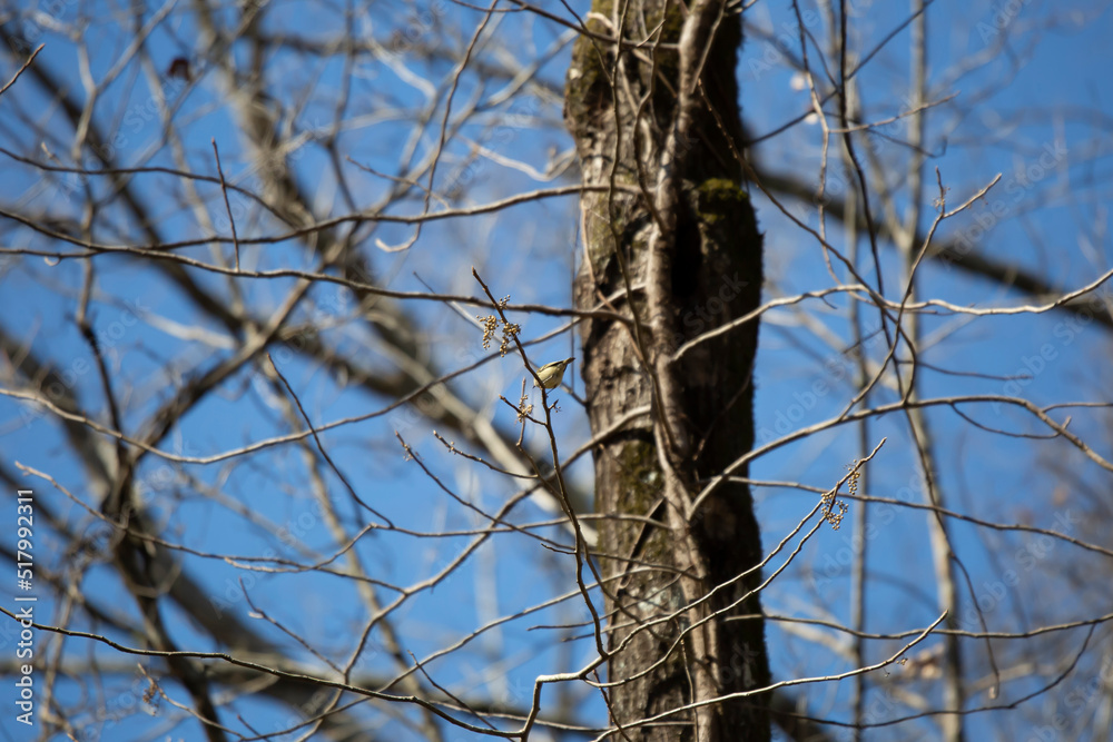Ruby-Crowned Kinglet Foraging Ruby-Crowned Kinglet Foraging