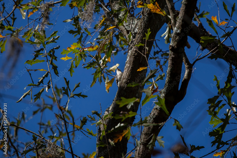 Fototapeta premium Downy Woodpecker