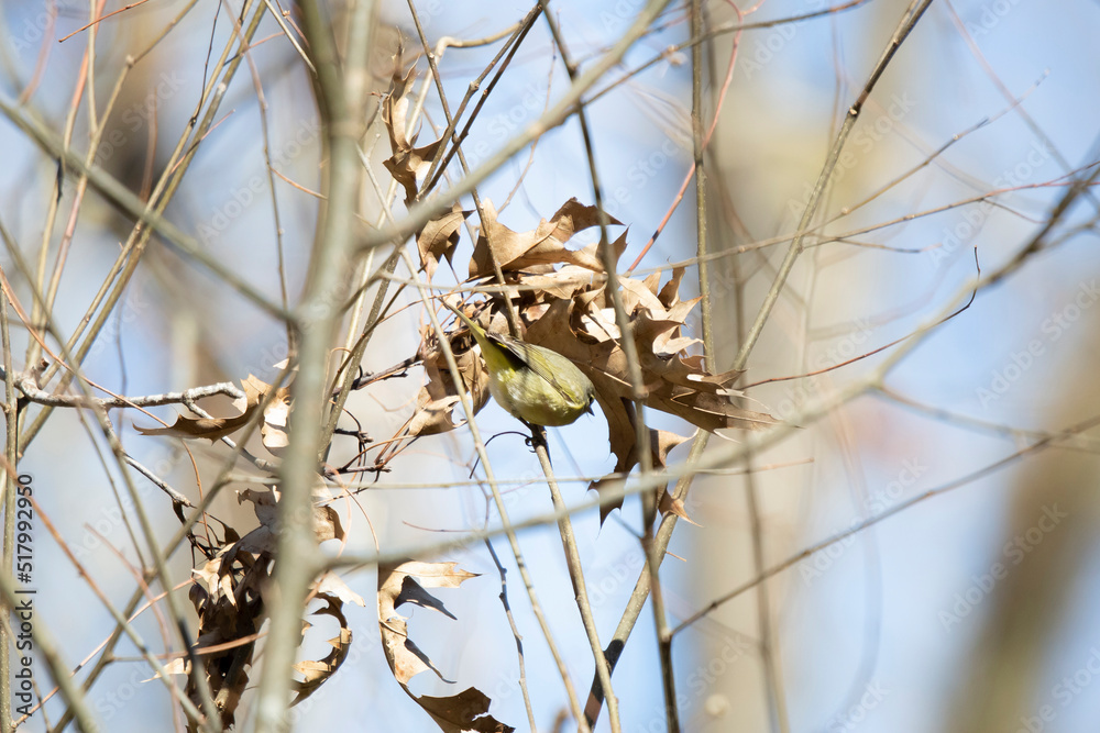 Fototapeta premium Orange-Crowned Warbler