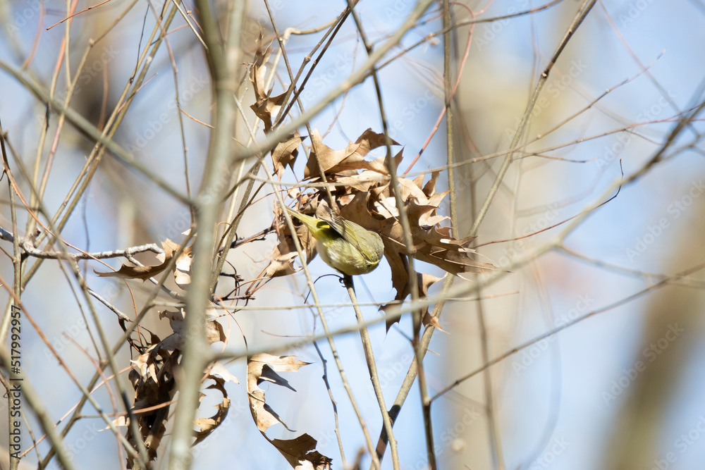 Fototapeta premium Curious Orange-Crowned Warbler