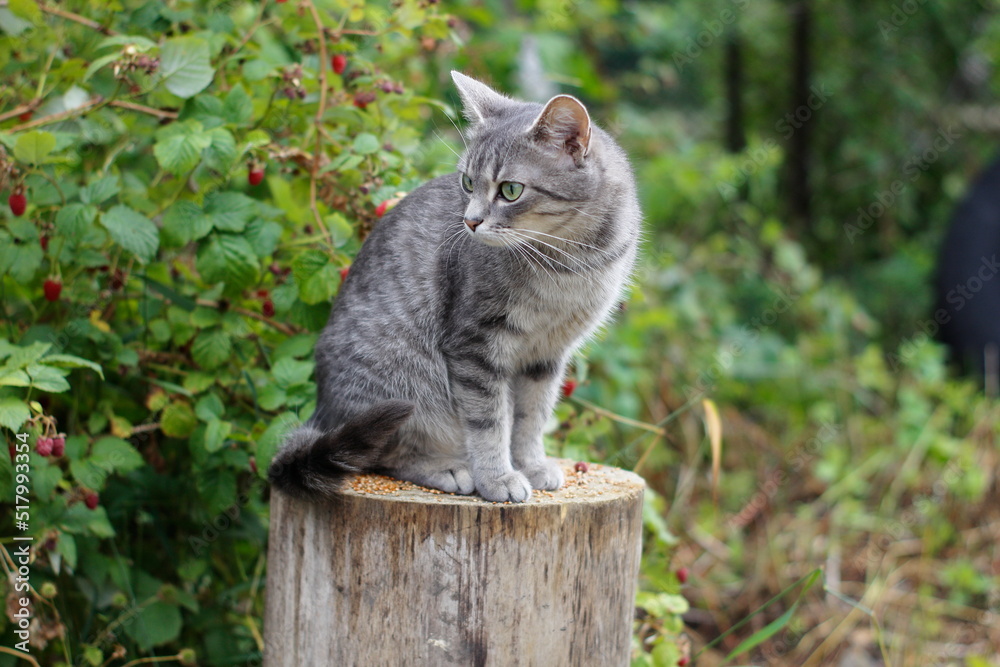 Gray cat sitting on a stump Gray cat sitting on a stump