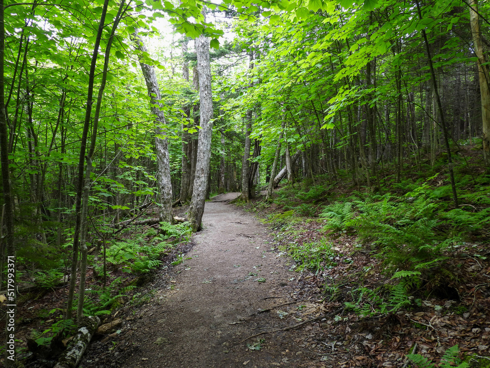 Fototapeta premium Hiking trail through Fundy National Park