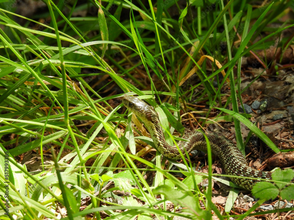 Maritime garter snake in the park in Cape Breton, Canada Maritime garter snake in the park in Cape Breton, Canada