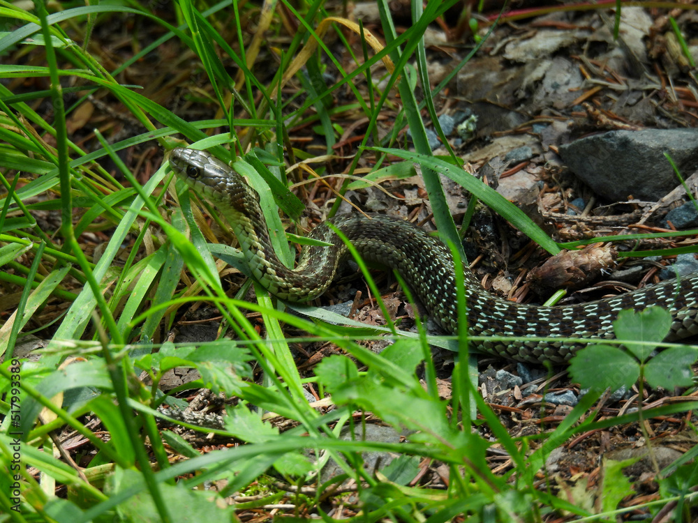 Maritime garter snake in the park in Cape Breton, Canada Maritime garter snake in the park in Cape Breton, Canada
