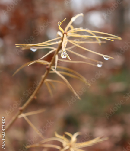 Small drops of water on yellow pine leaves in the Palatinate forest of Germany on a fall day. © Kari