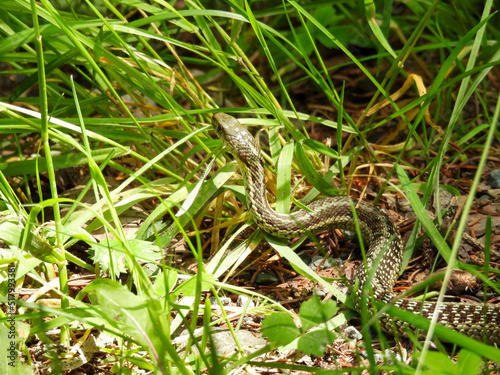 Maritime garter snake in the park in Cape Breton, Canada