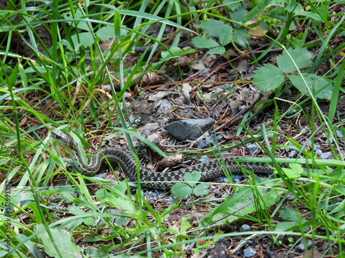 Maritime garter snake in the park in Cape Breton, Canada