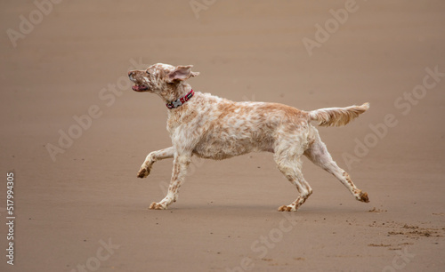 dog running on Lincolnshire beach photo