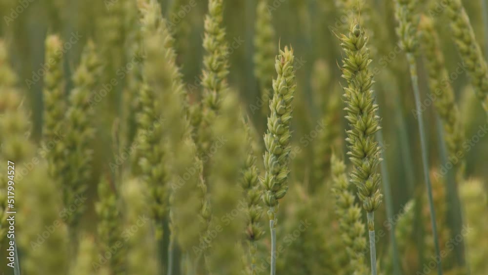 Wheat field ears of wheat swaying from the gentle wind. Rye agriculture harvesting agribusiness concept. large harvest of wheat. Golden ears are slowly swaying in the wind. Wheat field ears of wheat swaying from the gentle wind. Rye agriculture harvesting agribusiness concept. large harvest of wheat. Golden ears are slowly swaying in the wind.