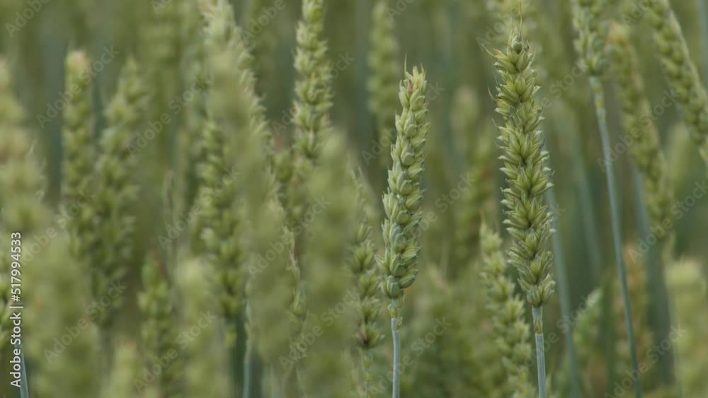 Wheat field ears of wheat swaying from the gentle wind. Rye agriculture harvesting agribusiness concept. large harvest of wheat. Golden ears are slowly swaying in the wind. Wheat field ears of wheat swaying from the gentle wind. Rye agriculture harvesting agribusiness concept. large harvest of wheat. Golden ears are slowly swaying in the wind.