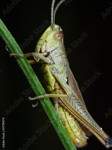 grasshopper on a leaf © Andreas Hildebrandt