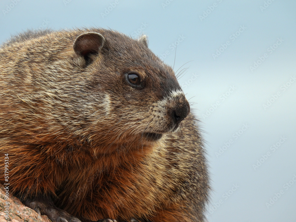 A groundhog in Fundy National Park A groundhog in Fundy National Park