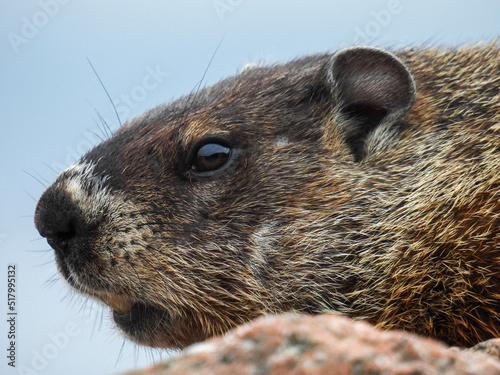 A groundhog in Fundy National Park