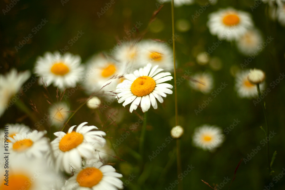 Fototapeta premium Daisies in field. White petals of plants. Background wildflowers.