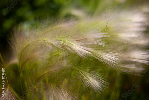 Ears of corn in field. Background wheat. Details of grain plant.