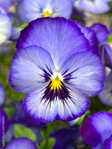 Purple flower